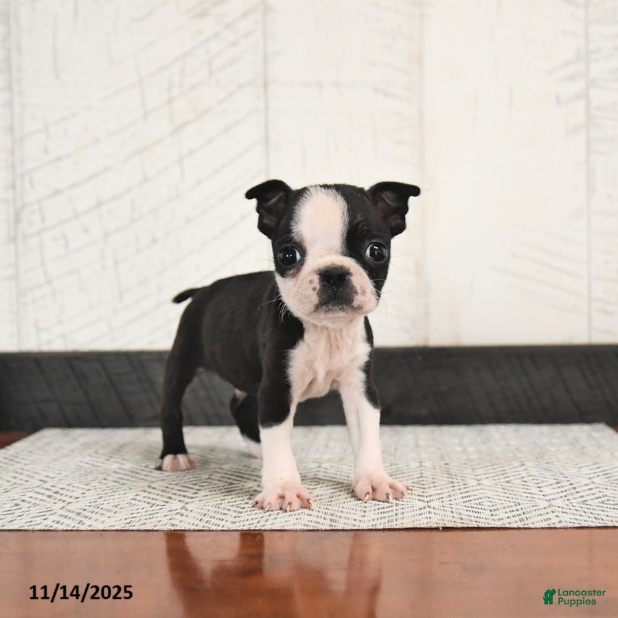 Boston Terrier dogs for sale: Parker - Ad 2