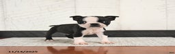 Boston Terrier dogs for sale: Parker - Ad 1