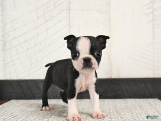 Boston Terrier dogs Parker - Ad 38