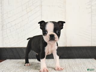 Boston Terrier dogs Parker - Ad 22
