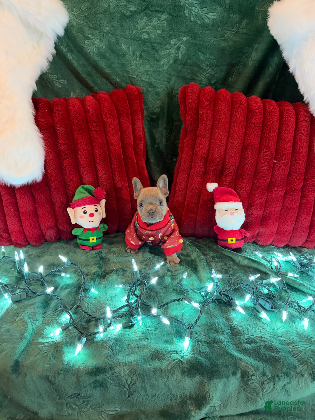 French Bulldog dogs for sale: Casper - Ad 3