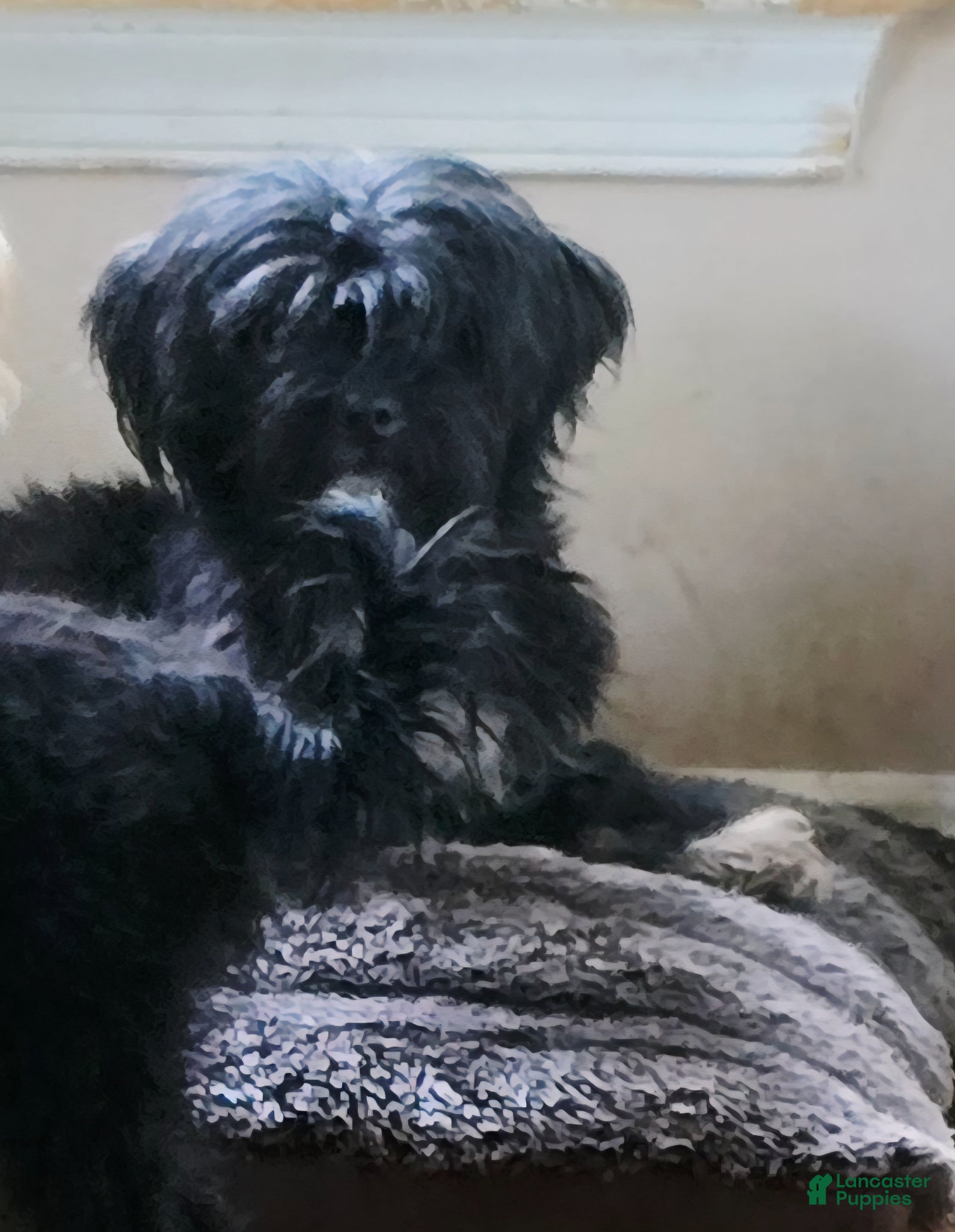 Maltipoo dogs Maltipoo Puppy 5 - Ad 2