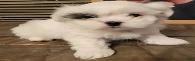 Shih Tzu Puppy 1