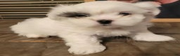 Shih Tzu dogs for sale: Shih Tzu Puppy 1 - Ad 1