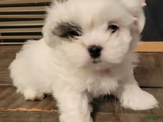 Shih Tzu dogs Shih Tzu Puppy 1 - Ad 37
