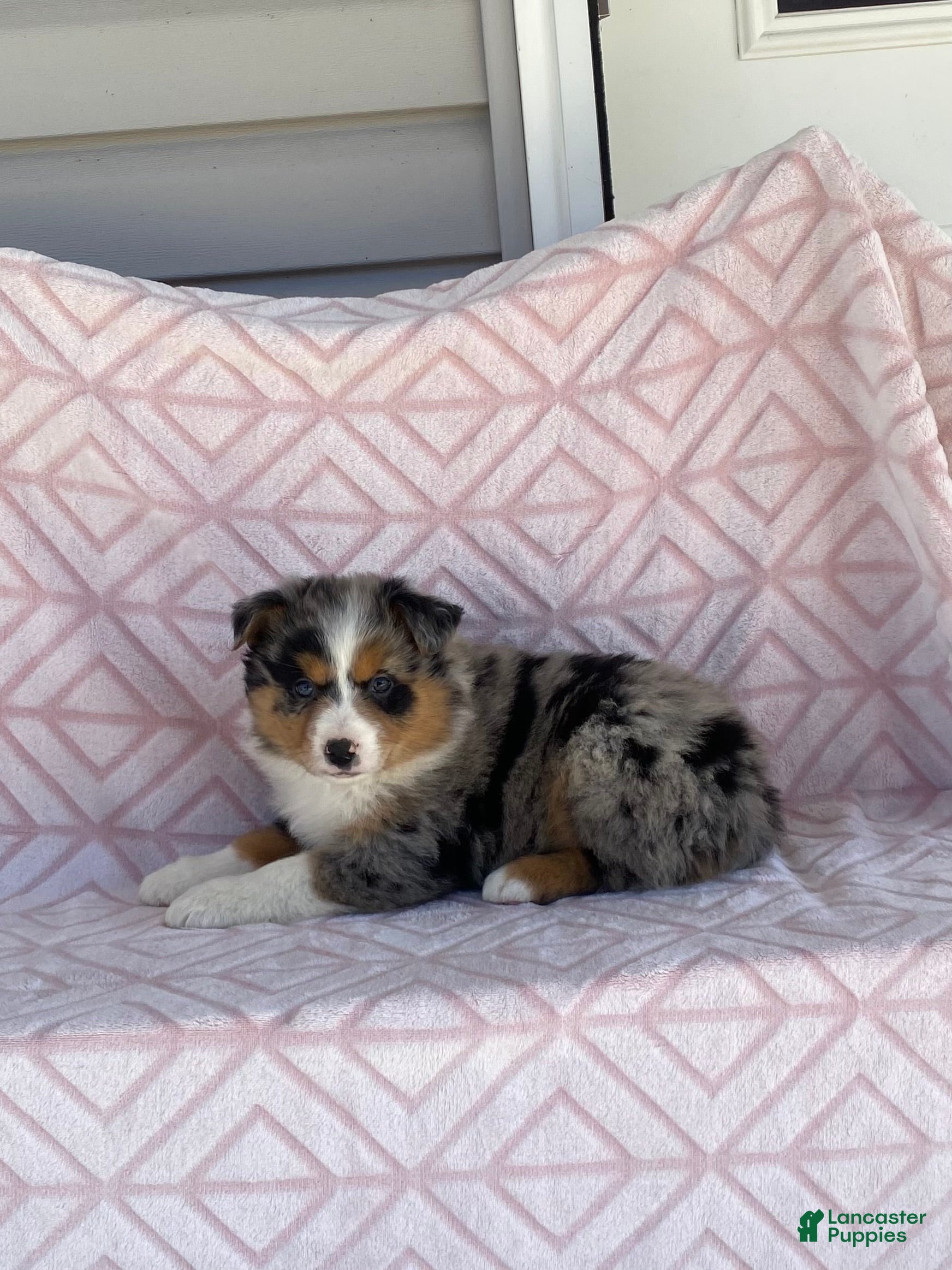 Australian Shepherd dogs Australian Shepherd Puppy 2 - Ad 2