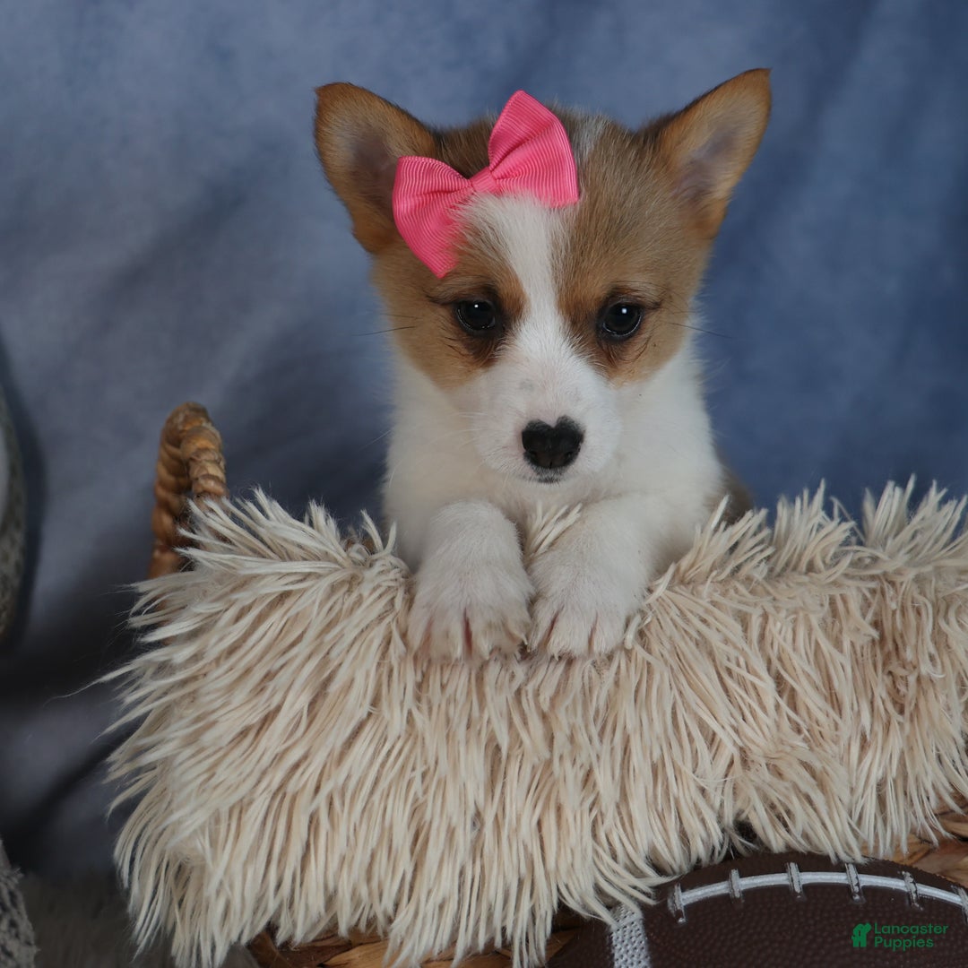 Welsh Corgi Pembroke dogs for sale: Dixie - Ad 9