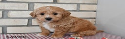 Bichpoo dogs for sale: Chester - Ad 2