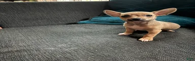 Tiny scout 
