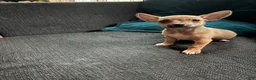 Chihuahua dogs for sale: Tiny scout  - Ad 1