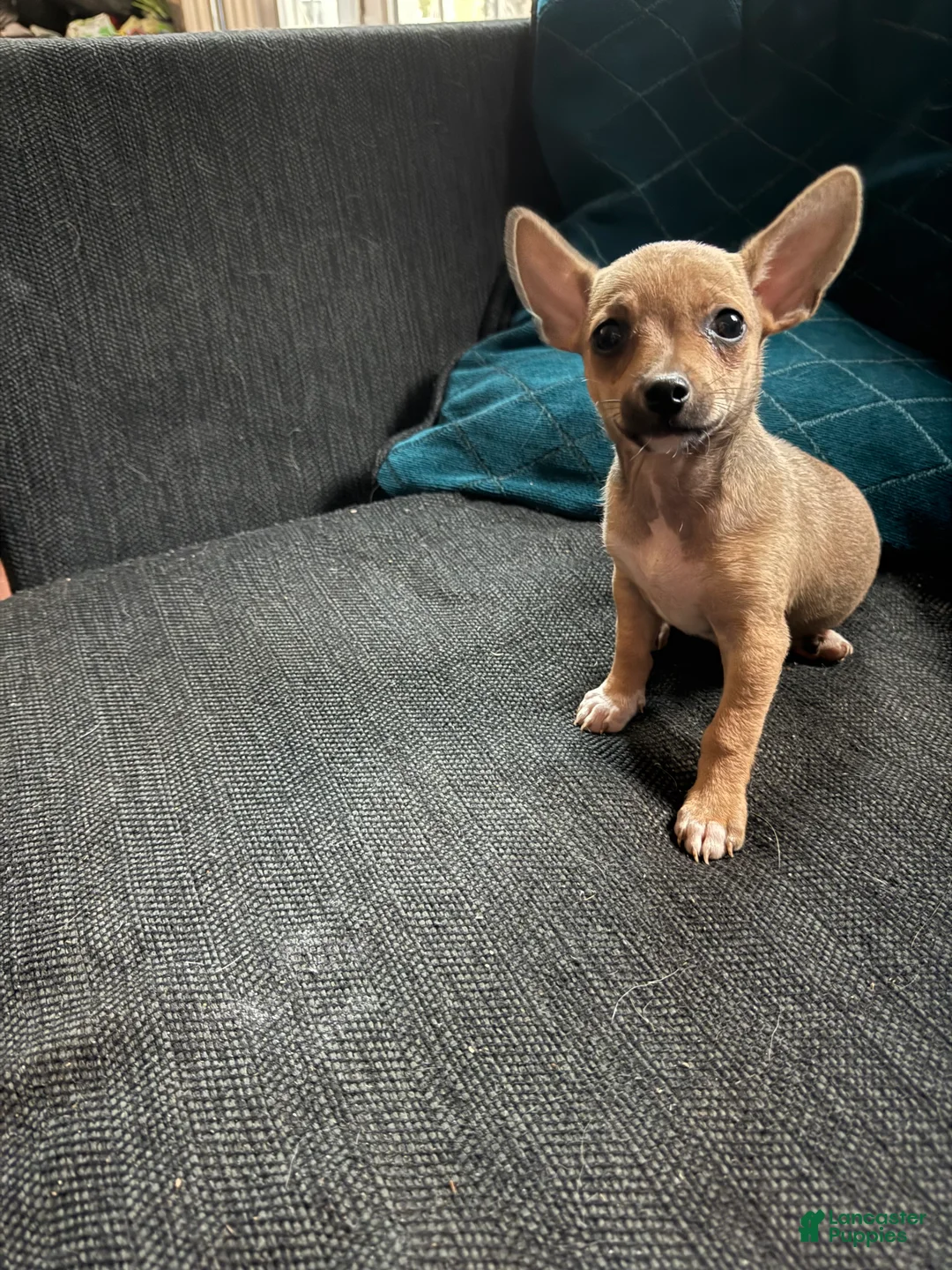 Chihuahua dogs for sale: Tiny scout  - Ad 1