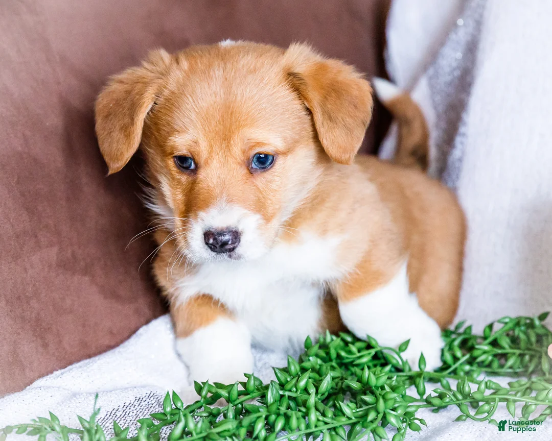 Mixed Breed dogs for sale: Sandy - Ad 1