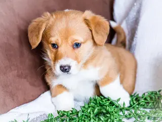 Mixed Breed dogs for sale: Sandy - Ad 2