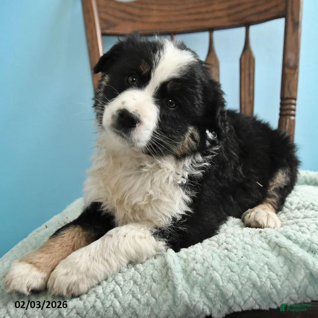 Miniature Australian Shepherd dogs for sale: Colt - Ad 3