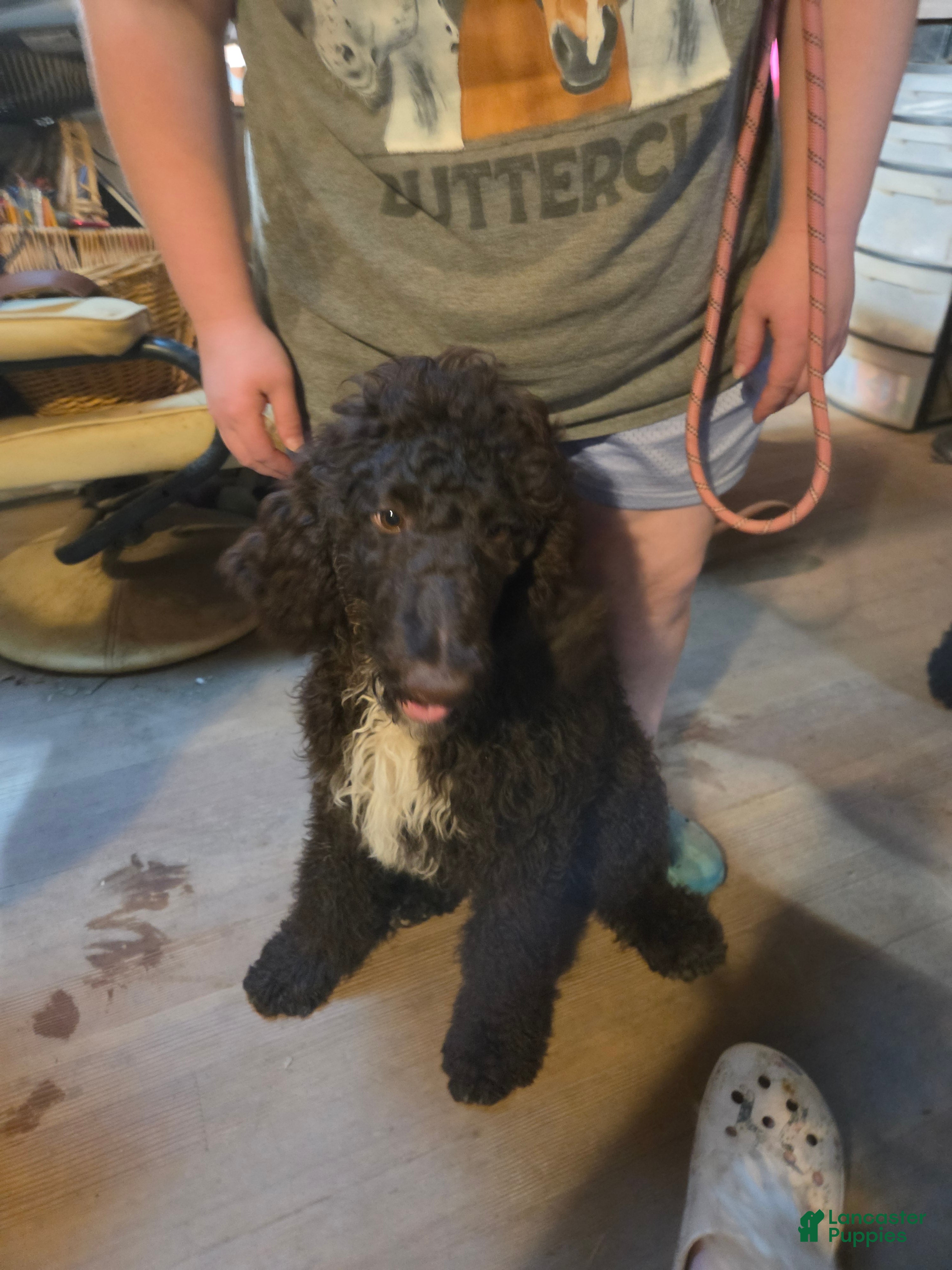 Standard Poodle dogs Violet - Ad 2