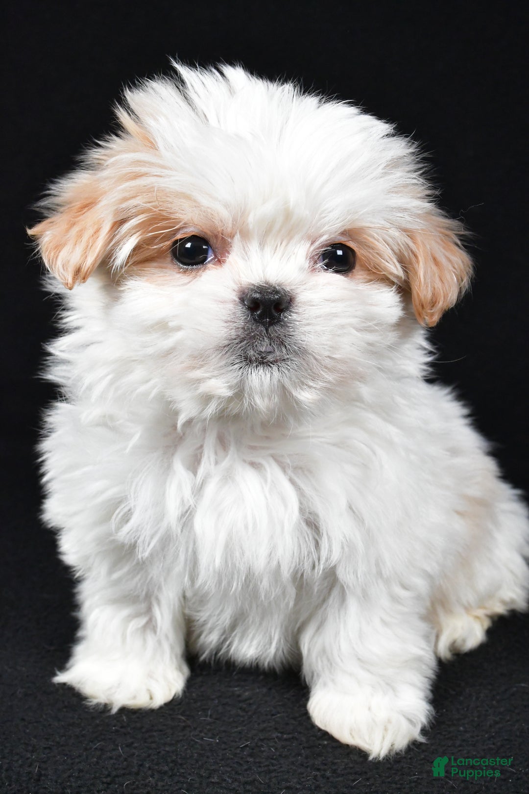 Malshi dogs for sale: Kylie - Ad 7