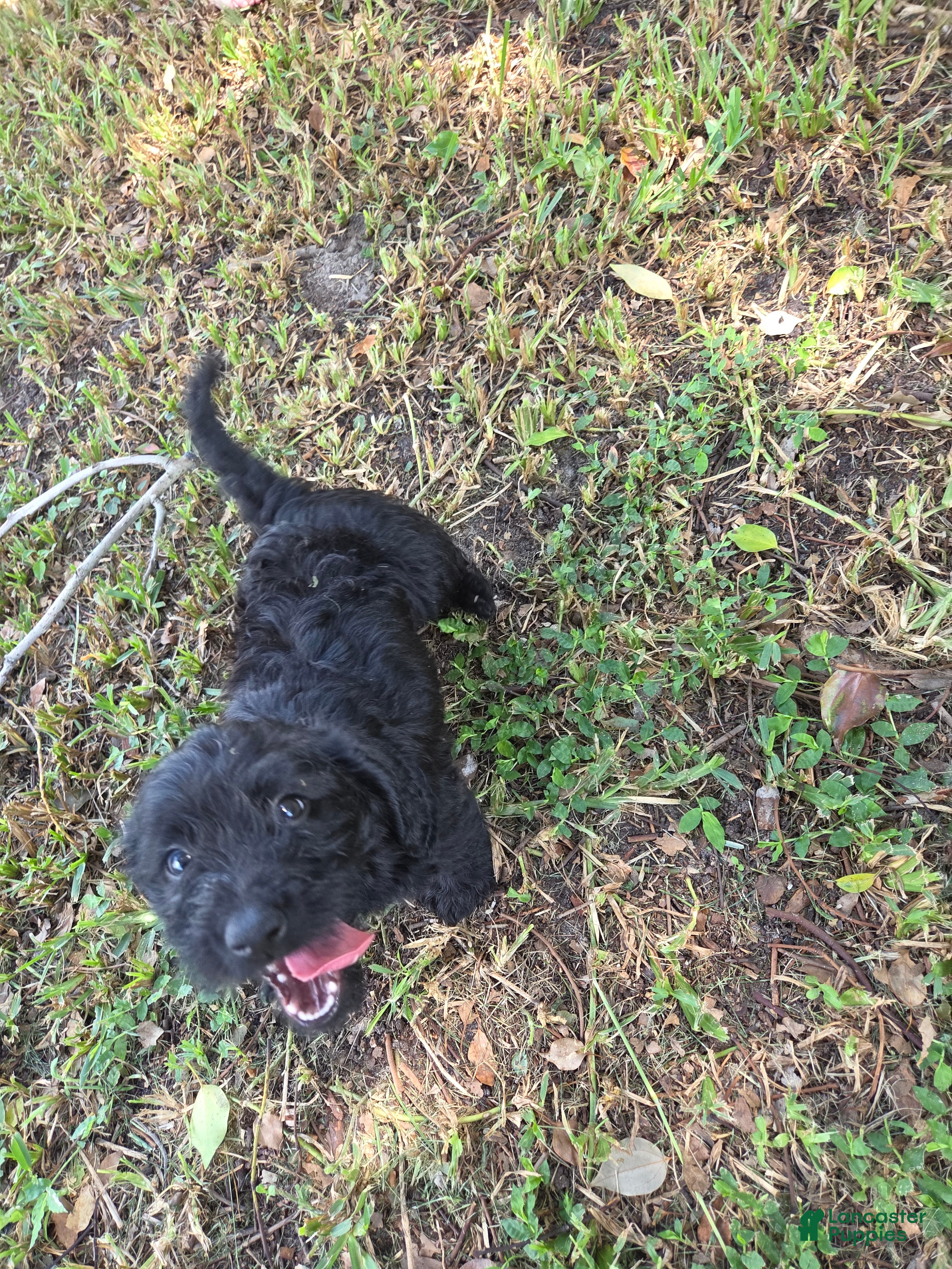 Mixed Breed dogs Sonny - Ad 24
