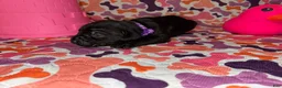 Cane Corso dogs for sale: Purple Collar Female - Ad 2