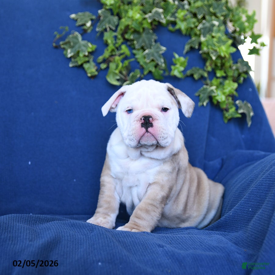 English Bulldog dogs King - Ad 10