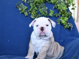 English Bulldog dogs King - Ad 10