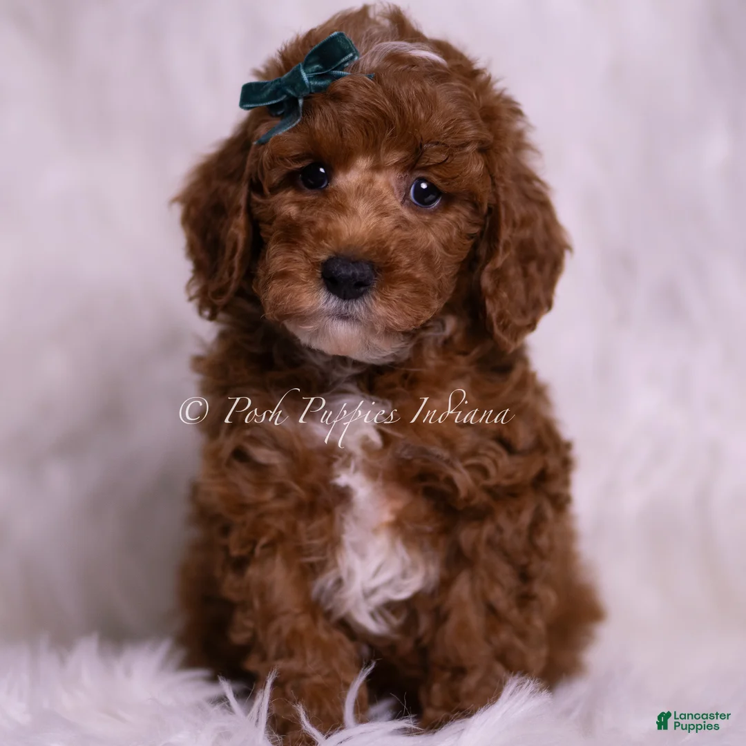 Toy Poodle dogs for sale: Moonlight - Ad 2