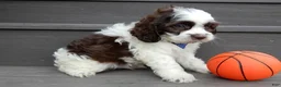 Cockapoo dogs for sale: Cockapoo Puppy 1 - Ad 4