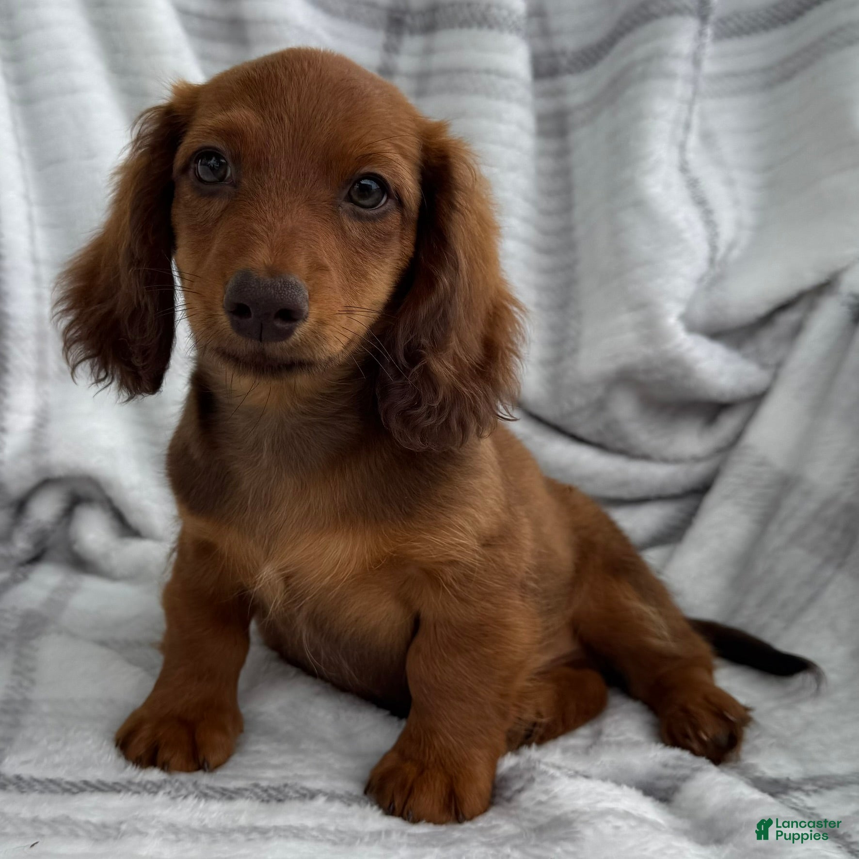 Dachshund dogs Anson - Ad 2