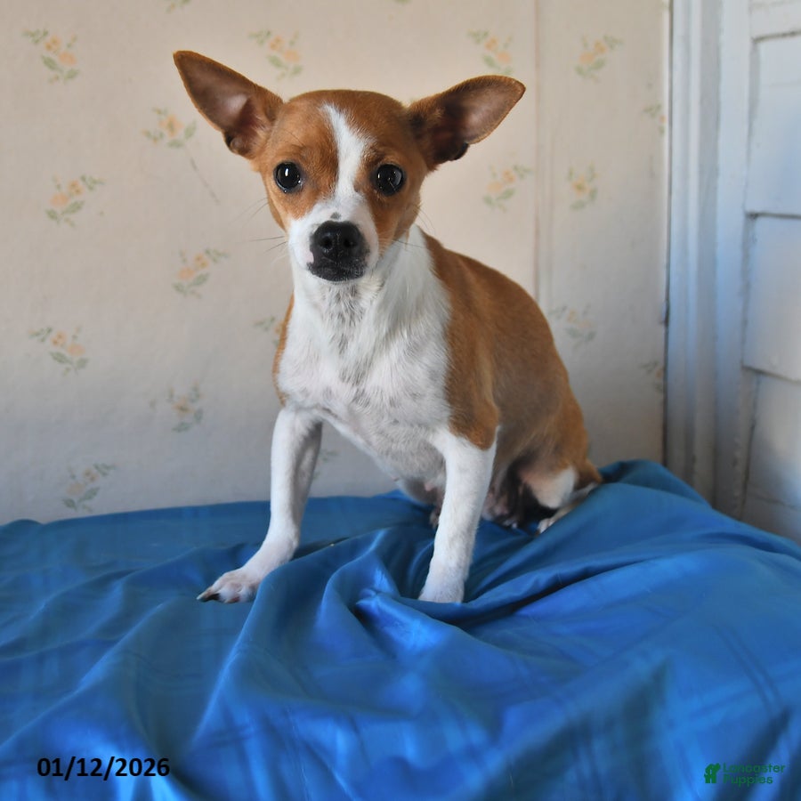 Chihuahua dogs Lori - Ad 35