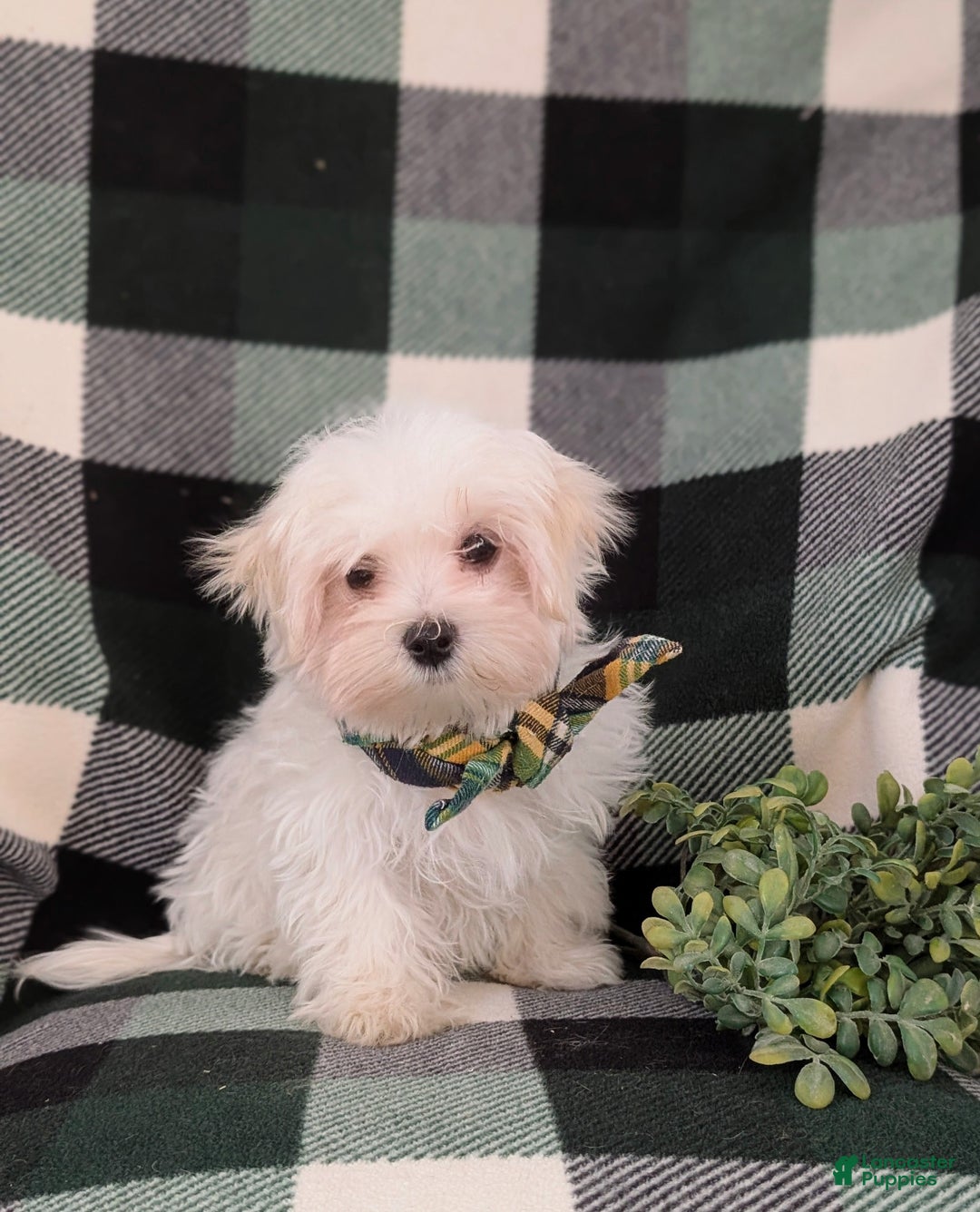 Maltese dogs for sale: Augustus 7 lbs Full Grown - Ad 2
