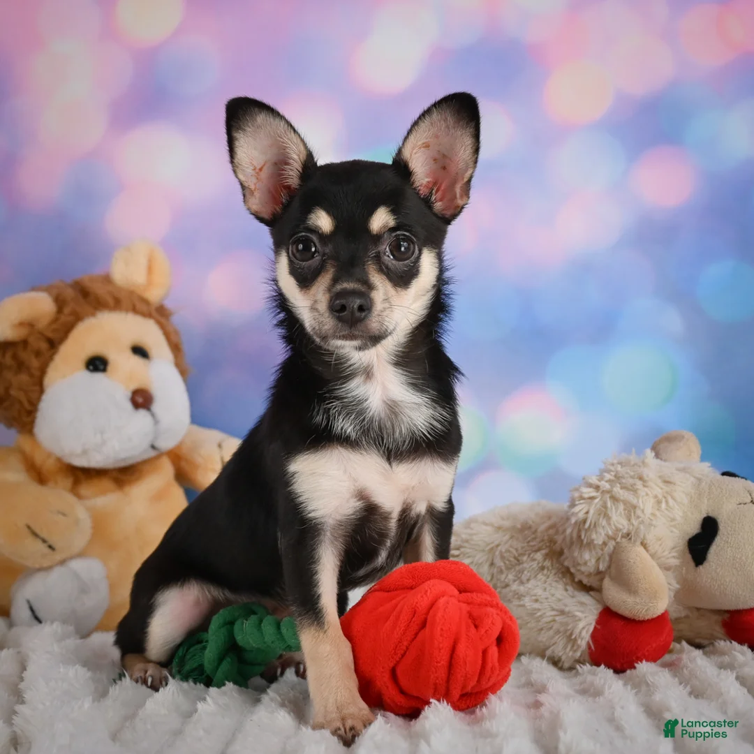 Chihuahua dogs for sale: Callie - Ad 1