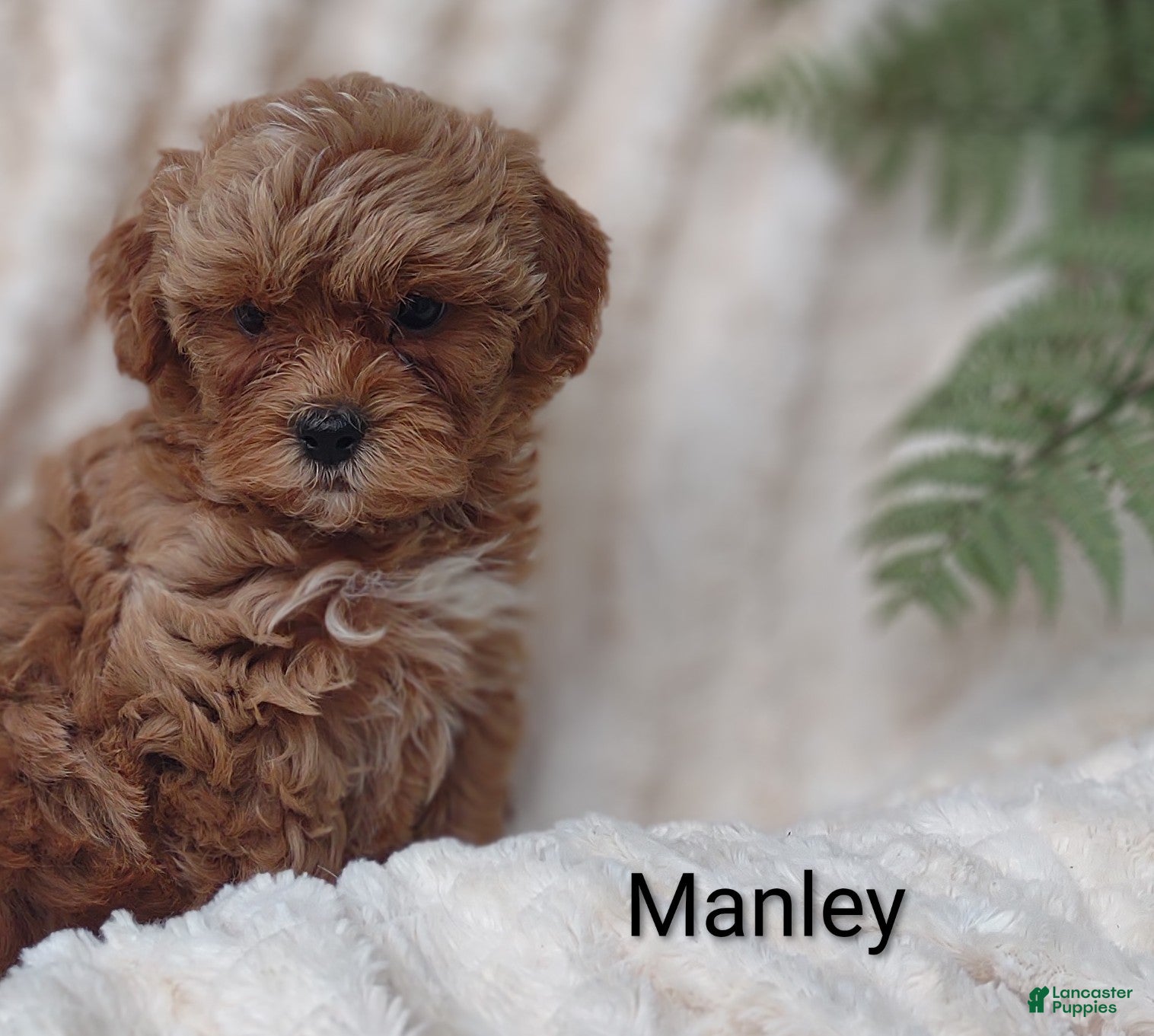 Shihpoo dogs Shihpoo Puppy 2 Manley  - Ad 2