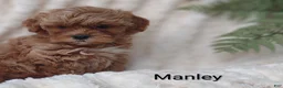 Shihpoo dogs for sale: Shihpoo Puppy 2 Manley  - Ad 3