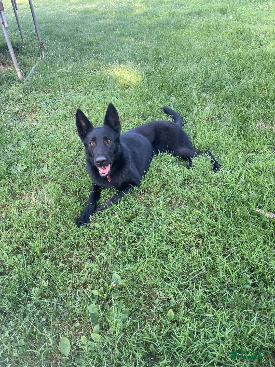 German Shepherd dogs for sale: Collar Tan  - Ad 5