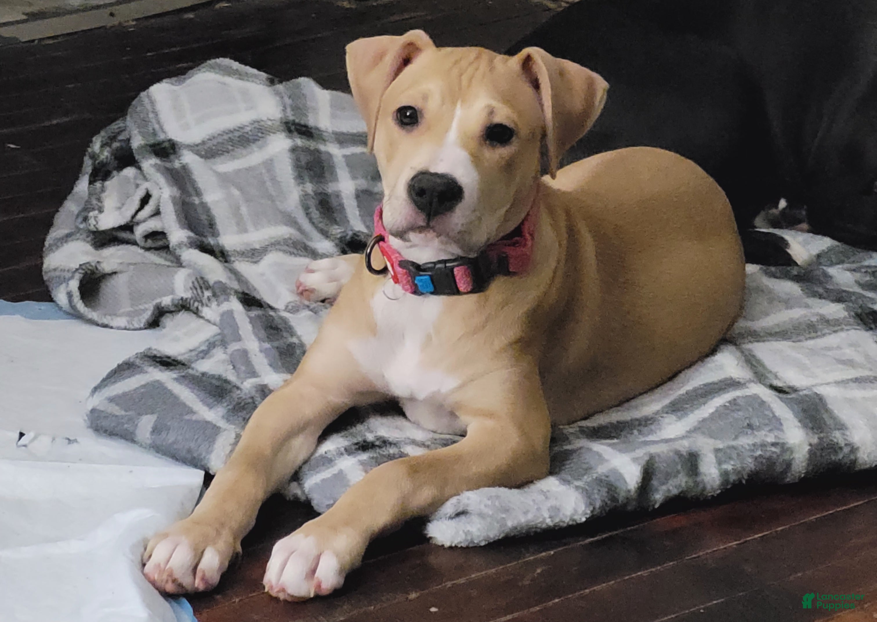 Mixed Breed dogs Lola  - Ad 35