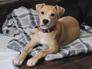 Mixed Breed dogs Lola - Ad 35