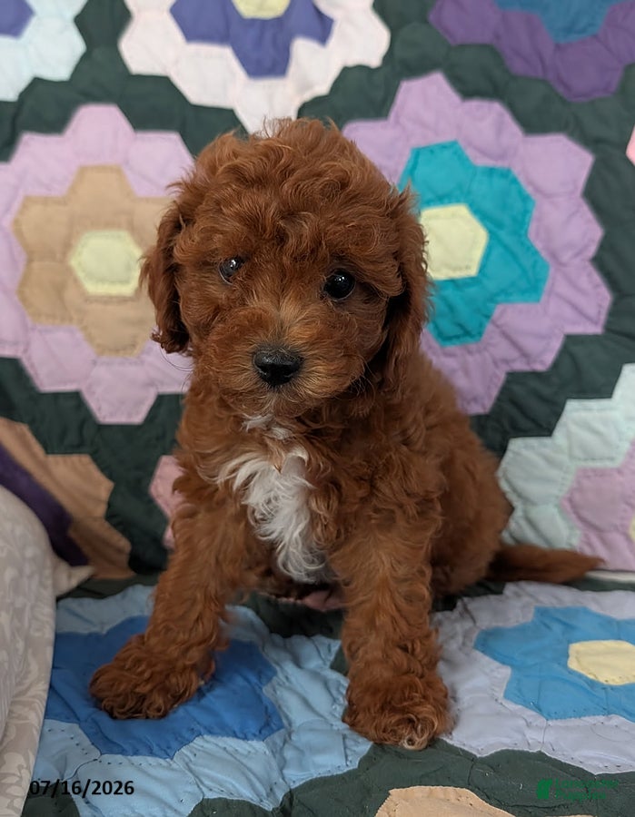 Mixed Breed dogs Freddie - Ad 1