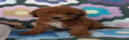Mixed Breed dogs for sale: Freddie - Ad 1