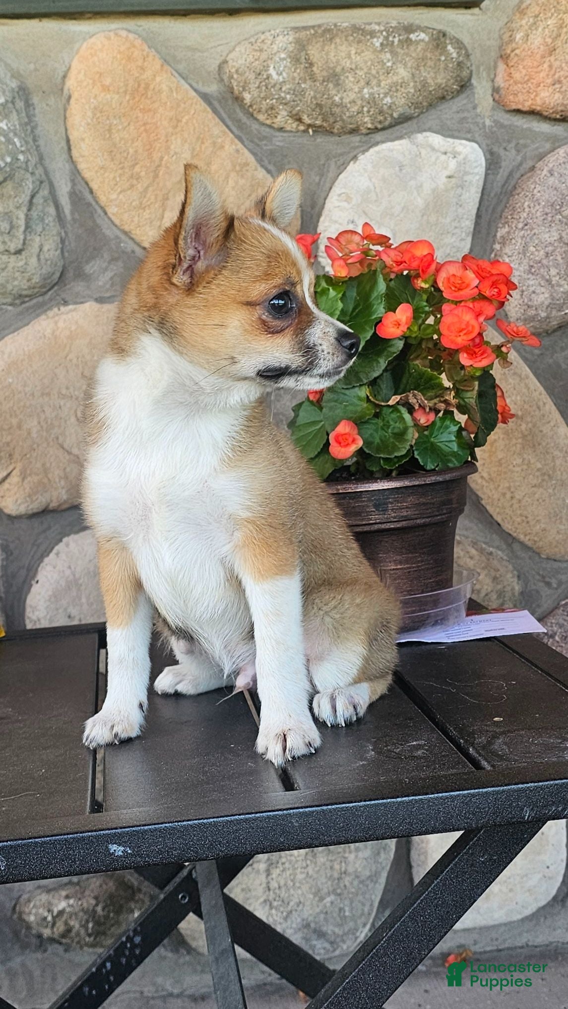 Pomchi dogs  1 - Ad 1