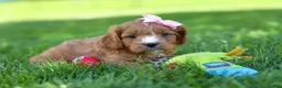 Cavapoo dogs for sale: Macy - Ad 3