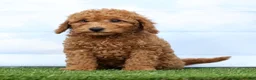 Mini Goldendoodle dogs for sale: Fireball - Ad 4