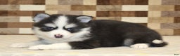Pomsky dogs for sale: Boots - Ad 2