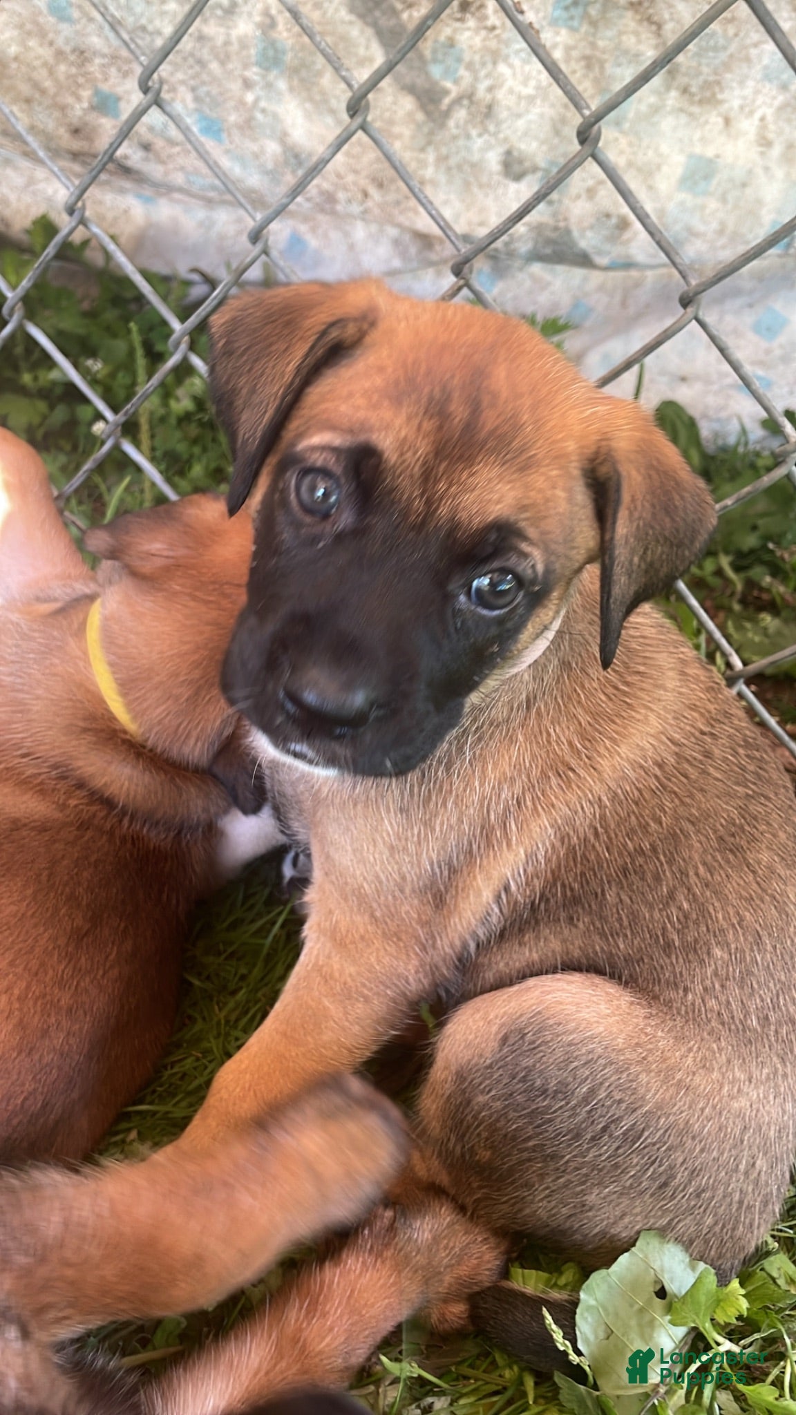 Mixed Breed dogs Mixed Breed 3 - Ad 17