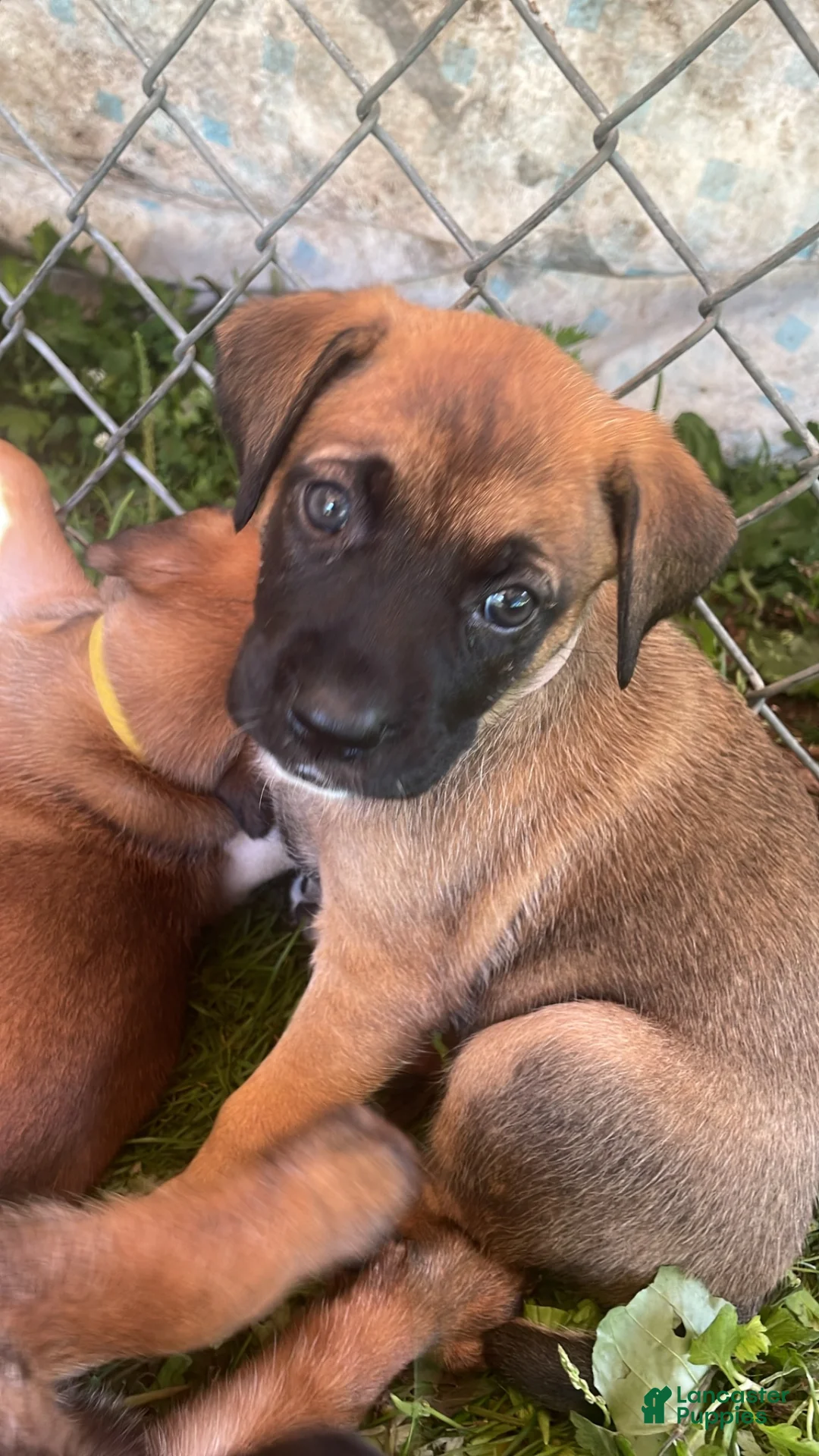 Mixed Breed dogs for sale: Mixed Breed 3 - Ad 1