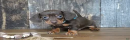 Miniature Dachshund dogs for sale: Cole - Ad 3