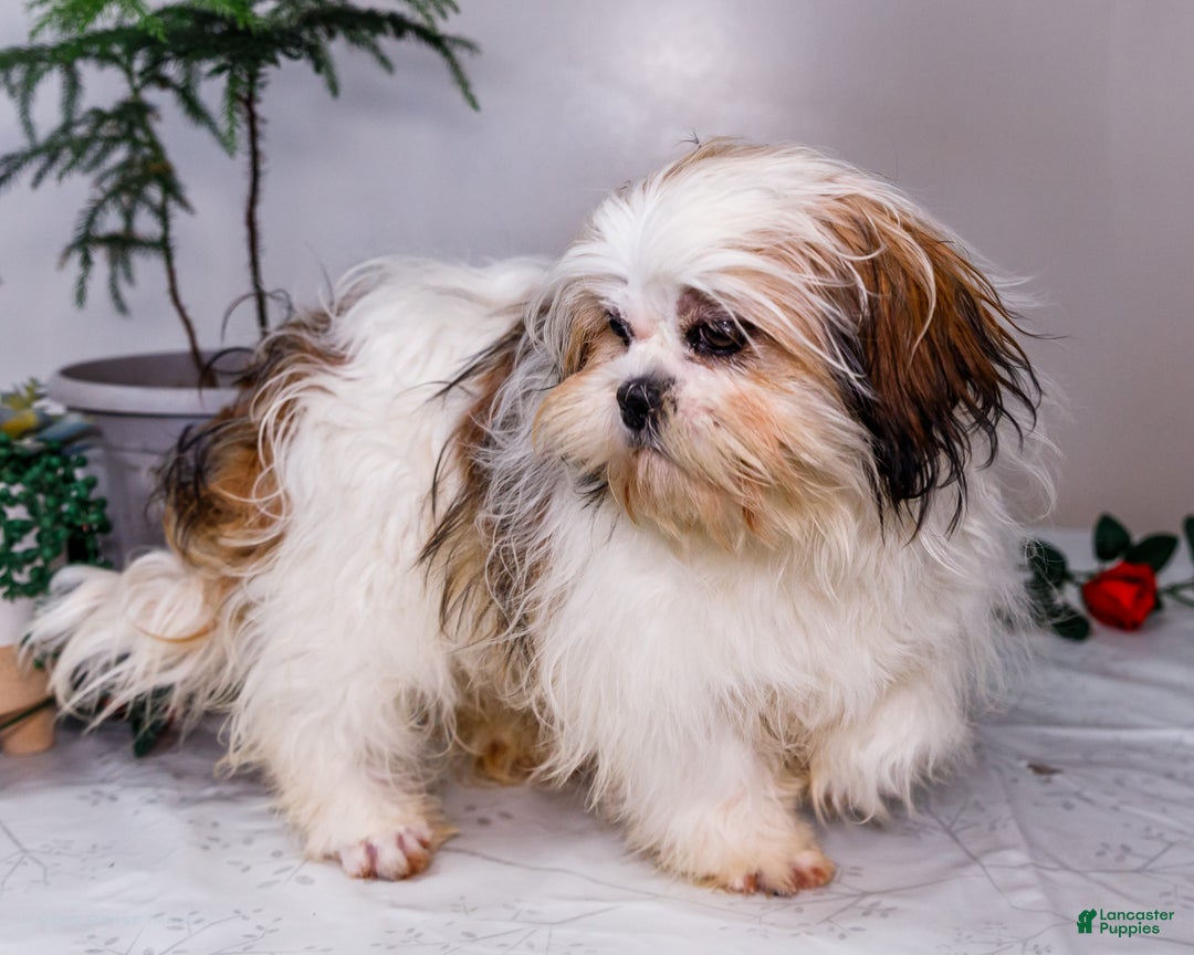 Shih Tzu dogs for sale: Keturah - Ad 7