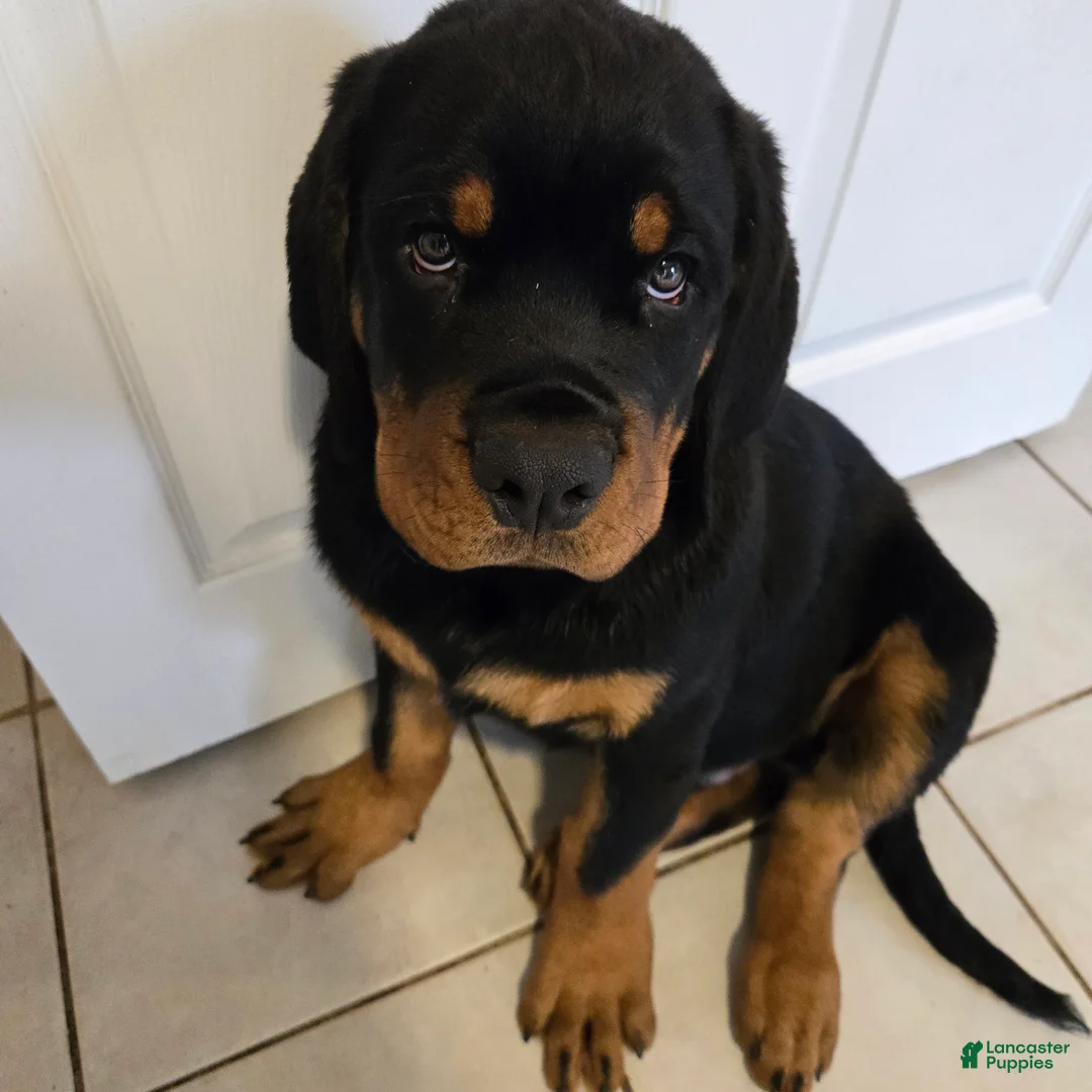 Rottweiler dogs for sale: Rottweiler Puppy 2 - Ad 2