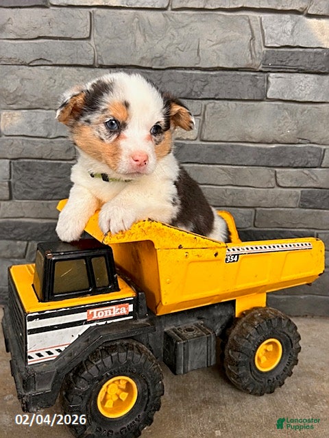 Welsh Corgi Pembroke dogs Dominic - Ad 2