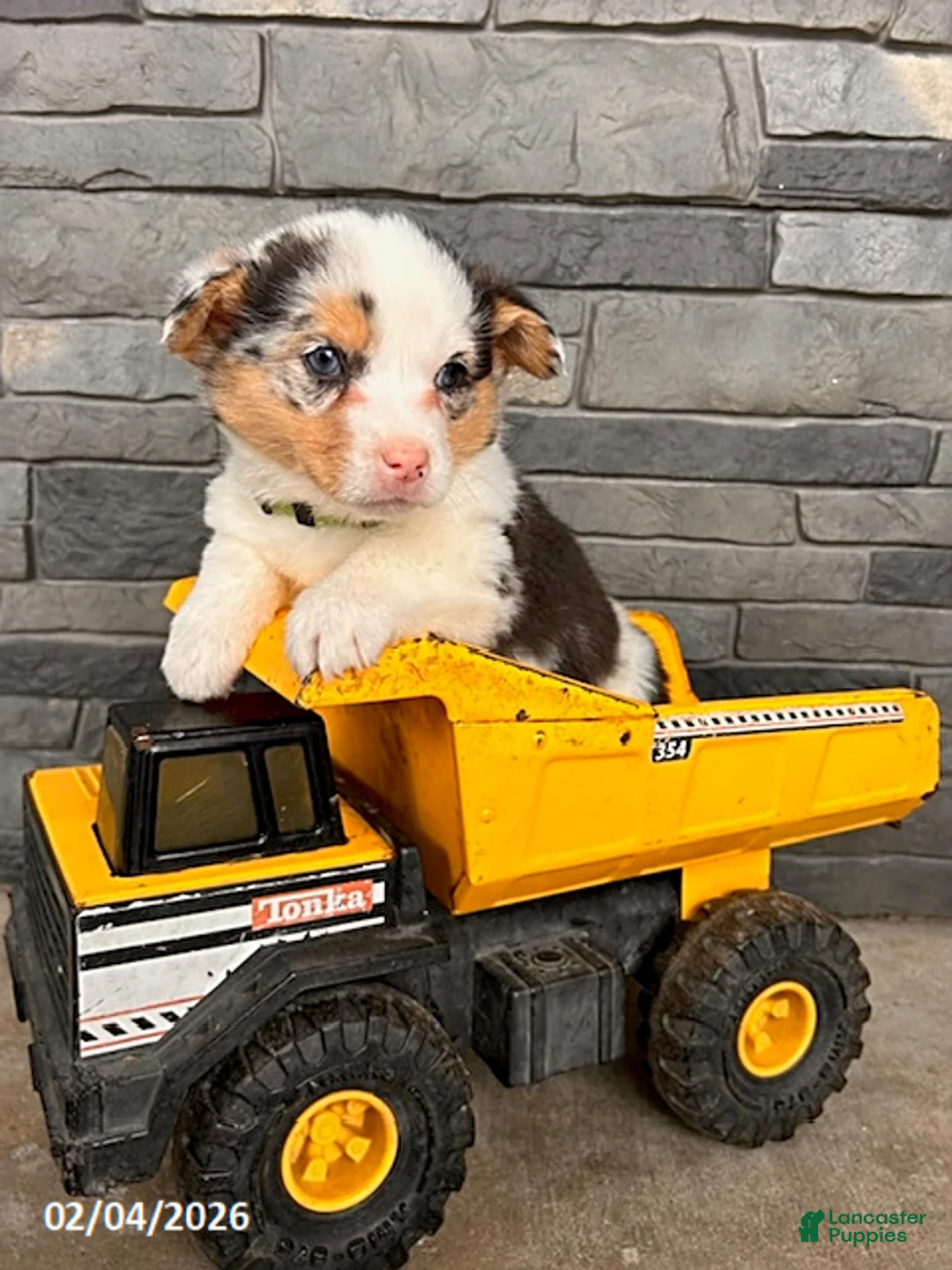 Welsh Corgi Pembroke dogs for sale: Dominic - Ad 2