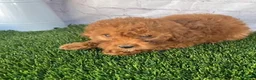 Cavapoo dogs for sale: Cora Cavapoo  - Ad 4
