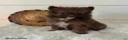 Pomeranian dogs for sale: Gizmo - Ad 3